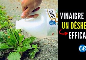 White Vinegar:A 100% Natural and Effective Weedkiller? 