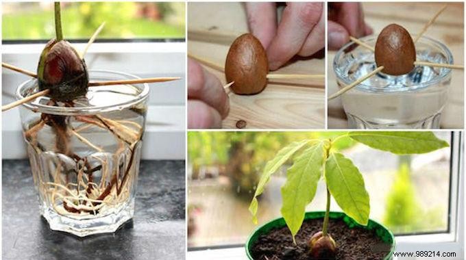 Here s how to grow an avocado tree from an avocado pit. 