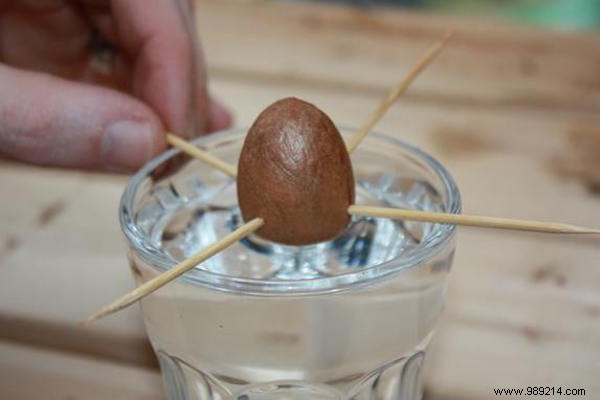 Here s how to grow an avocado tree from an avocado pit. 