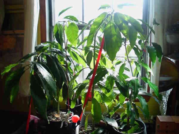 Here s how to grow an avocado tree from an avocado pit. 