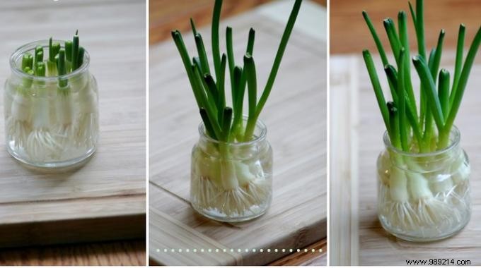 Never Buy Chives Again. Just Put It In Water And It Grows Back! 