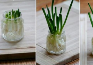 Never Buy Chives Again. Just Put It In Water And It Grows Back! 