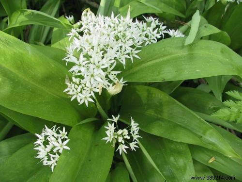 The Secret Recipe for Wild Garlic Soup. 