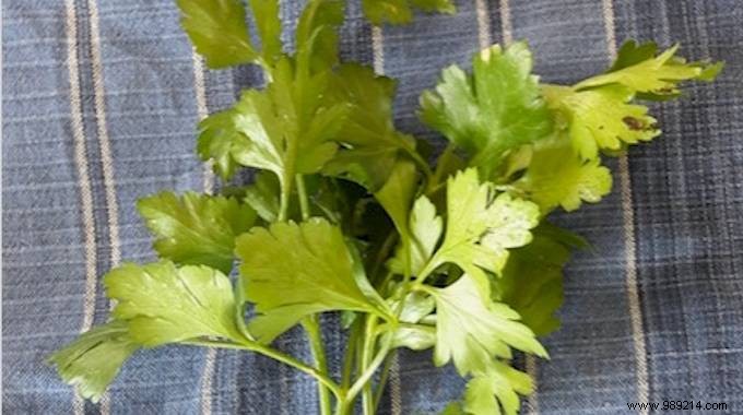 Storing Fresh Parsley:2 Tips For Storing It Easily. 