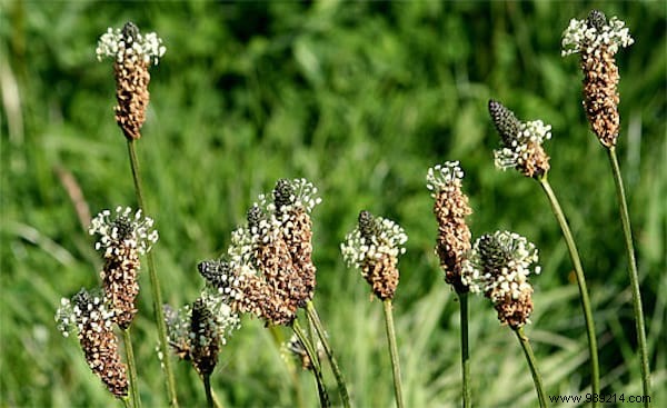 24 Edible Plants Easy to Recognize. 