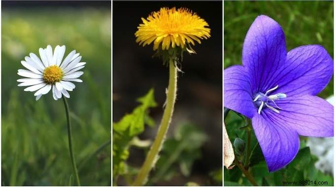 24 Edible Plants Easy to Recognize. 