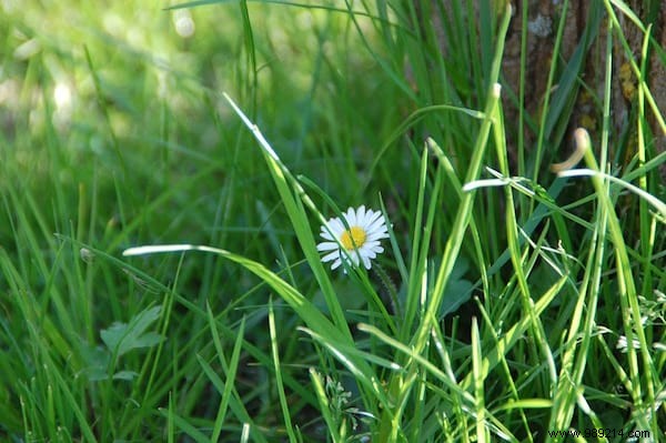 24 Edible Plants Easy to Recognize. 