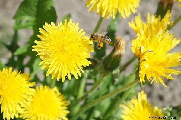 24 Edible Plants Easy to Recognize. 