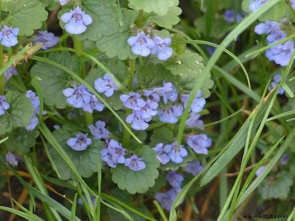 24 Edible Plants Easy to Recognize. 