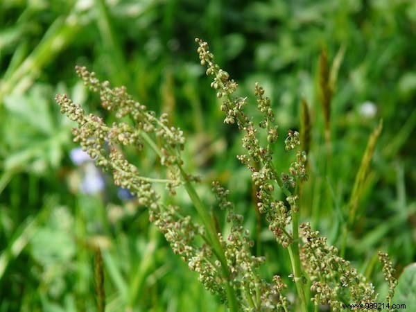 24 Edible Plants Easy to Recognize. 