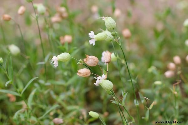 24 Edible Plants Easy to Recognize. 