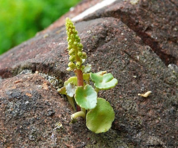 24 Edible Plants Easy to Recognize. 