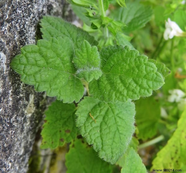 24 Edible Plants Easy to Recognize. 