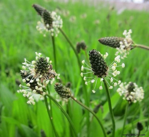 24 Edible Plants Easy to Recognize. 