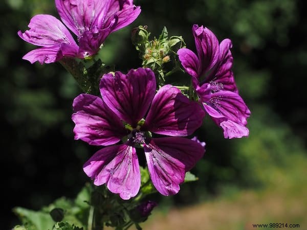 24 Edible Plants Easy to Recognize. 