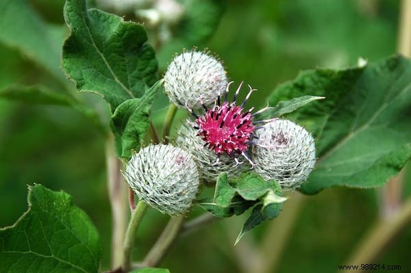 24 Edible Plants Easy to Recognize. 