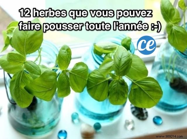 12 Herbs You Can Grow All Year Round JUST IN WATER. 