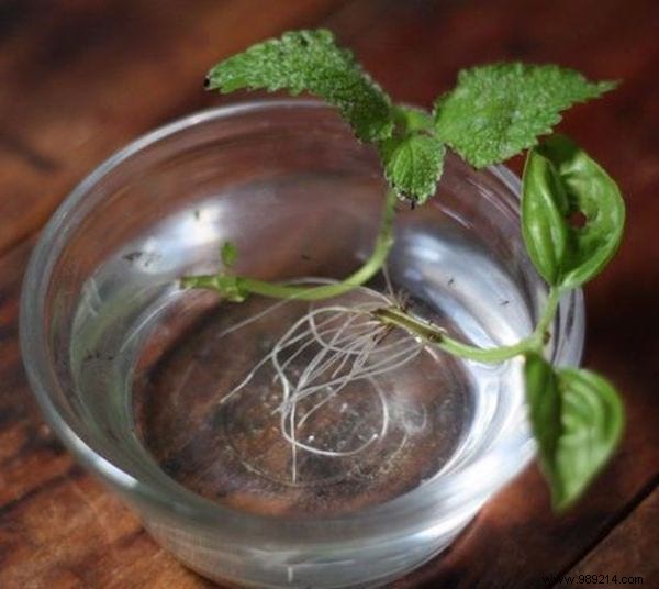 12 Herbs You Can Grow All Year Round JUST IN WATER. 