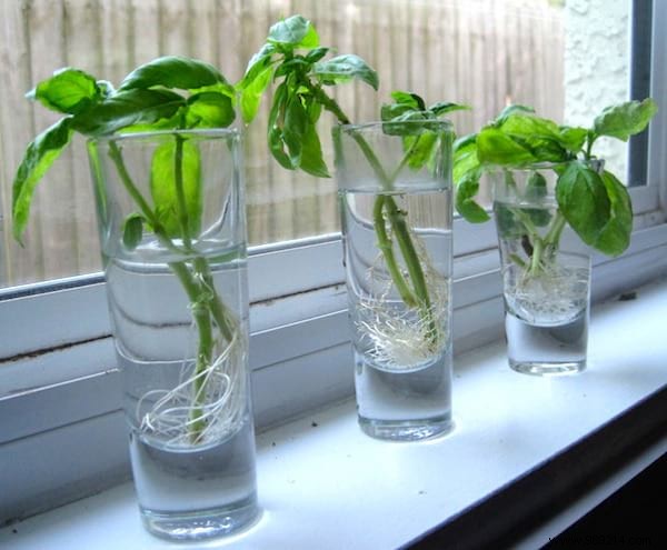 12 Herbs You Can Grow All Year Round JUST IN WATER. 