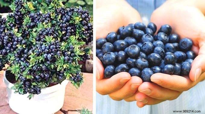 Buy More Blueberries! Use These Tips To Get As Much As You Want. 