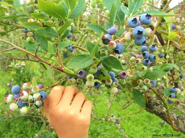 Buy More Blueberries! Use These Tips To Get As Much As You Want. 