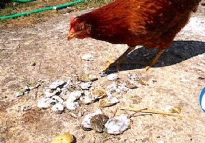 Don t Throw Away Oyster Shells! Feed them to your chickens. 