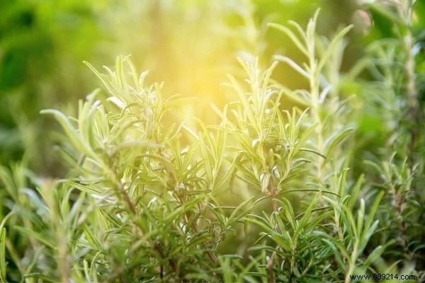 18 Amazing Uses of Rosemary (Revealed By My Naturopath). 