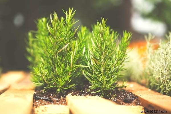 18 Amazing Uses of Rosemary (Revealed By My Naturopath). 