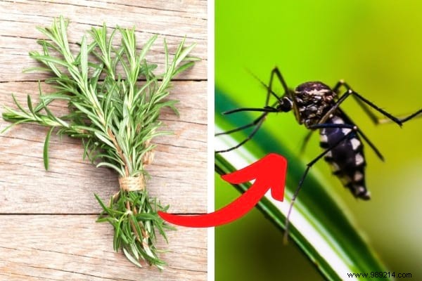 18 Amazing Uses of Rosemary (Revealed By My Naturopath). 