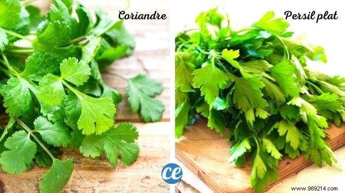 The Tip To Tell The Difference Between Parsley and Coriander (Easily). 