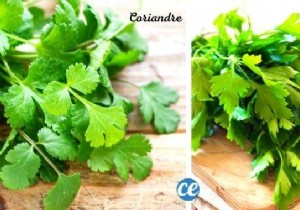 The Tip To Tell The Difference Between Parsley and Coriander (Easily). 