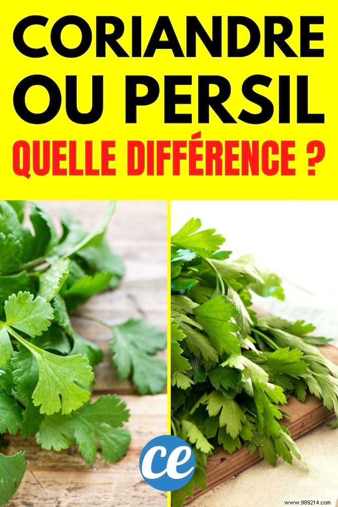 The Tip To Tell The Difference Between Parsley and Coriander (Easily). 