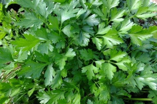 What to replace cilantro with? 6 Alternatives to This Aromatic Herb. 