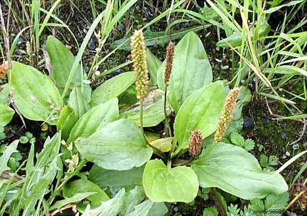 3 Effective Remedies To Relieve Stinging Nettles. 