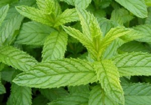 The 5 Benefits of Peppermint You Need to Know. 