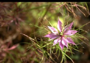 Nigella:The Plant With A Thousand Virtues That Heals Everything! 