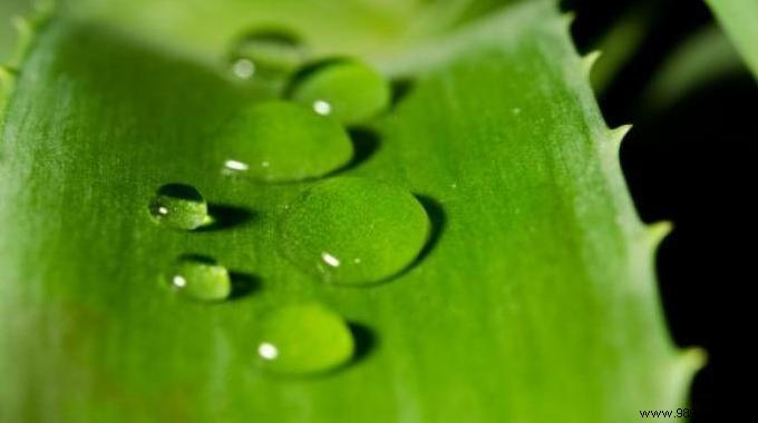 The 5 virtues of Aloe Vera for a healthy body. 