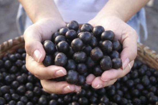 The 3 Health and Slimming Benefits of Acai Berry You Need to Know. 