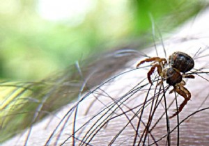 Ticks:the Best Way to Get Rid of Them WITHOUT Risk. 