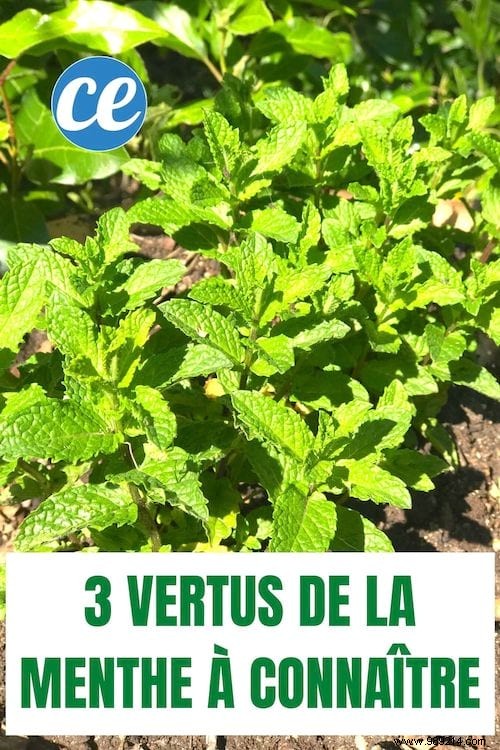 The 3 virtues of mint that you don t know. 