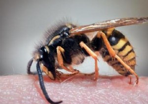 How to treat a wasp sting ? Our Effective Remedy. 