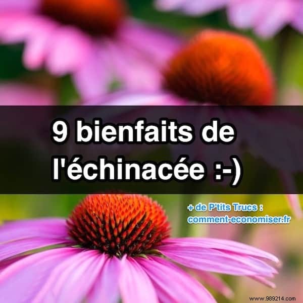 9 Health Benefits of Echinacea No One Knows About. 