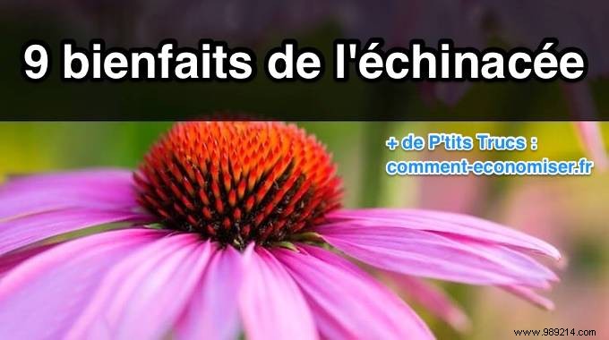 9 Health Benefits of Echinacea No One Knows About. 