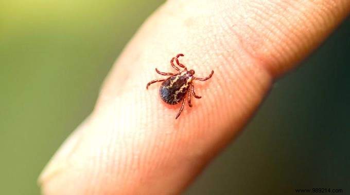 The One And Only Way To Remove A Tick WITHOUT Risk To Your Health. 