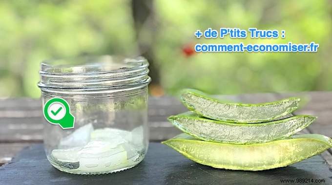 How To Extract Aloe Vera Gel From A Fresh Plant (Quick And Easy). 