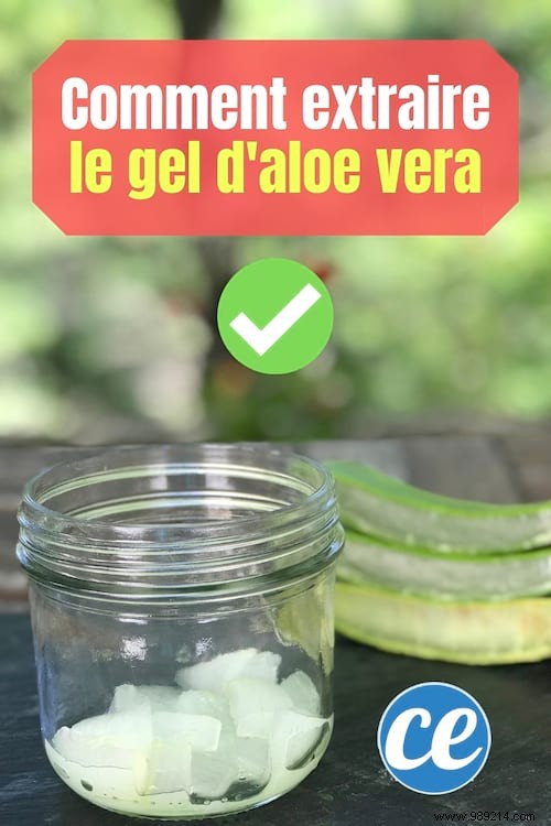 How To Extract Aloe Vera Gel From A Fresh Plant (Quick And Easy). 