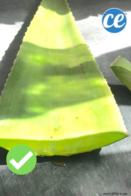 How To Extract Aloe Vera Gel From A Fresh Plant (Quick And Easy). 