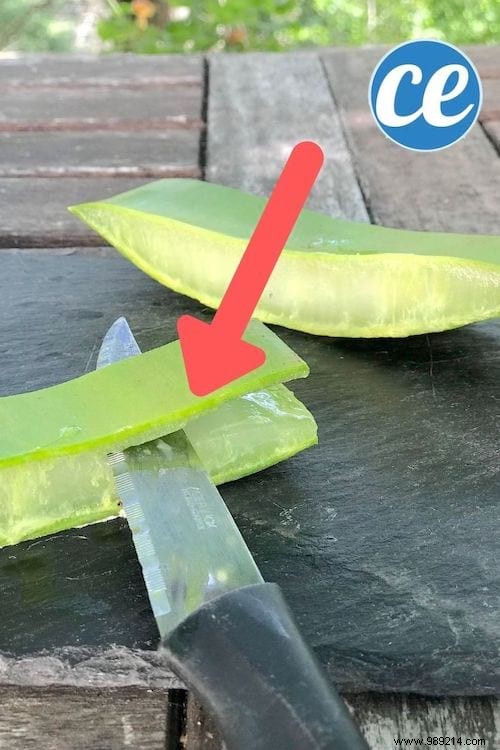 How To Extract Aloe Vera Gel From A Fresh Plant (Quick And Easy). 