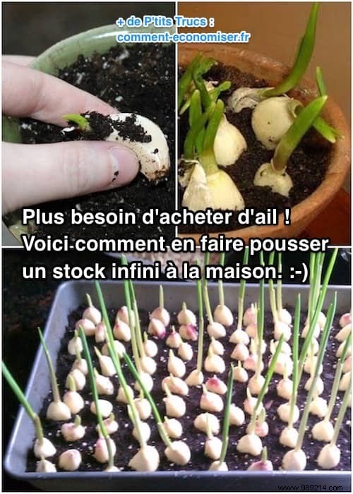 No more buying garlic! Here s how to grow an endless supply of it at home. 