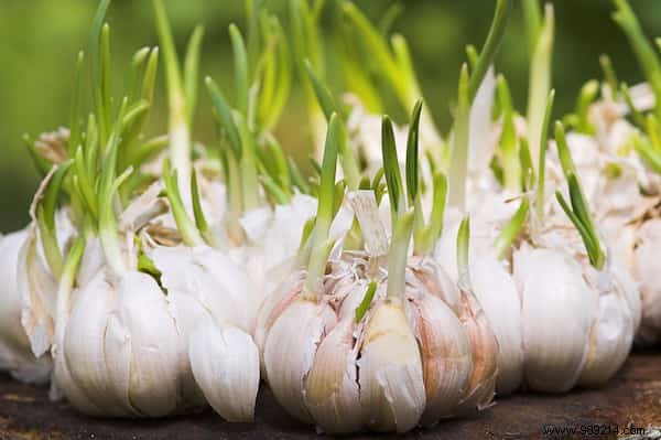 No more buying garlic! Here s how to grow an endless supply of it at home. 